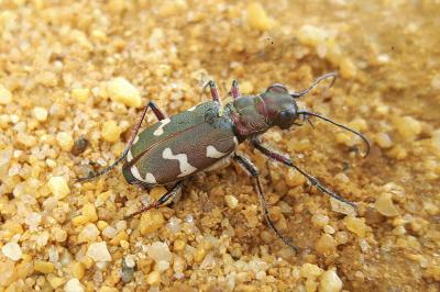 Cicindela hybrida