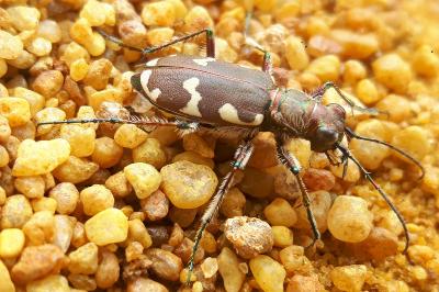 <i>Cicindela hybrida</i>