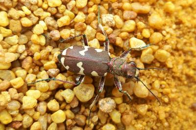 <i>Cicindela hybrida</i>