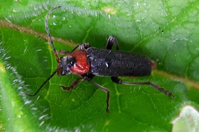 <i>Cantharis fusca</i>