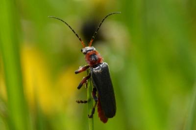 <i>Cantharis rustica</i>
