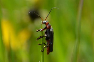 <i>Cantharis rustica</i>