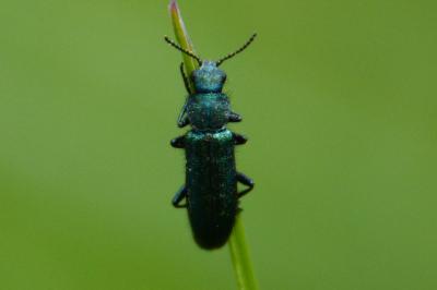 <i>Psilothrix viridicoerulea</i>