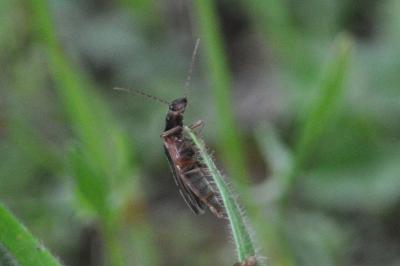 <i>Athous campyloides</i>