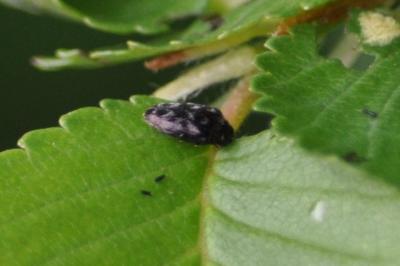 <i>Trachys minutus</i>