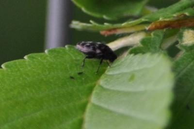<i>Trachys minutus</i>