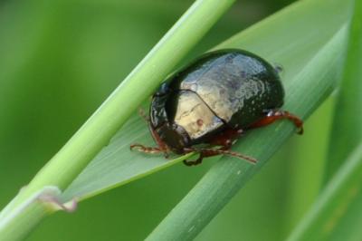 <i>Chrysolina bankii</i>