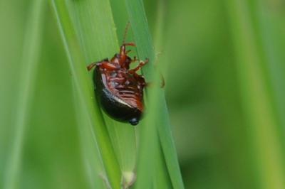 <i>Chrysolina bankii</i>