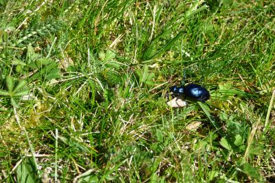 <i>Meloe violaceus</i>