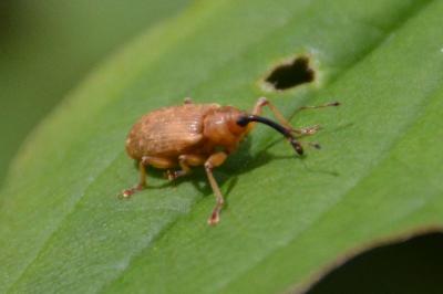 <i>Dorytomus</i>