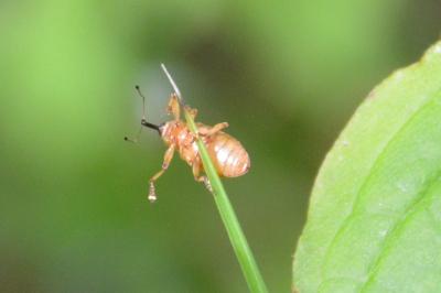 <i>Dorytomus</i>