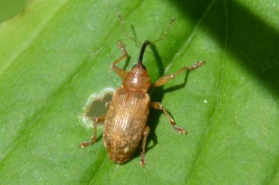 <i>Dorytomus</i>
