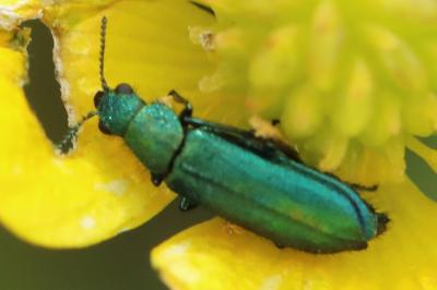 <i>Psilothrix viridicoerulea</i>