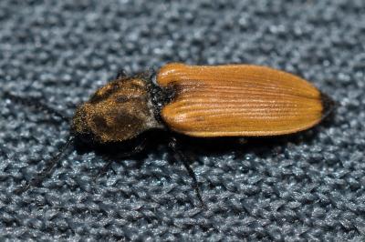 <i>Anostirus castaneus</i>