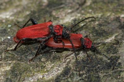 <i>Pyrrhidium sanguineum</i>