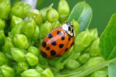 <i>Harmonia axyridis</i>