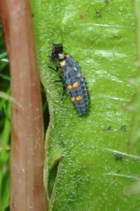 <i>Coccinella septempunctata</i>