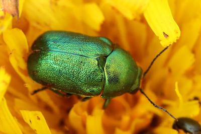 <i>Cryptocephalus</i>