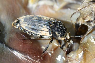 <i>Thanatophilus sinuatus</i>