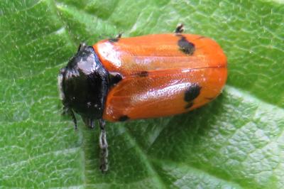 <i>Clytra laeviuscula</i>