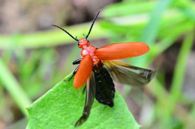 <i>Pyrochroa serraticornis</i>