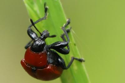 Attelabus nitens