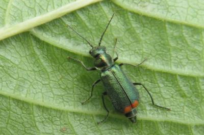 Malachius bipustulatus