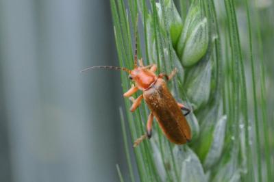 Cantharis livida