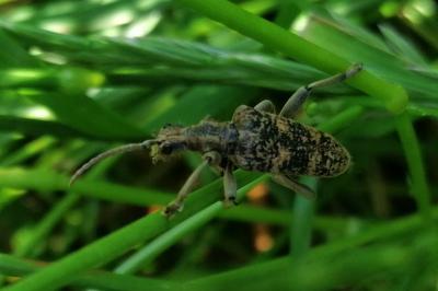 Rhagium sycophanta