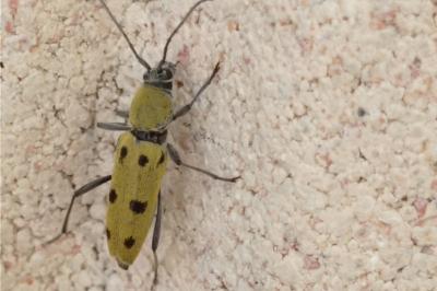Chlorophorus glabromaculatus