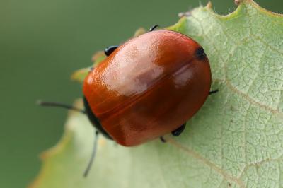 Chrysomela populi