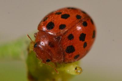 Subcoccinella vigintiquatuorpunctata