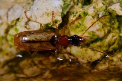 Demetrias atricapillus