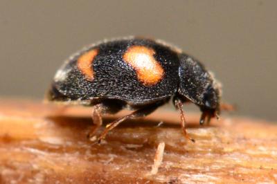 Nephus quadrimaculatus