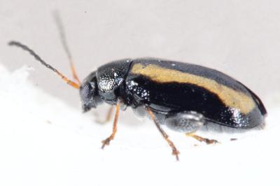 Phyllotreta undulata