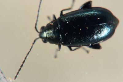 Phyllotreta nigripes