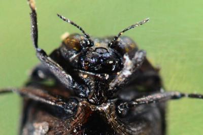 Trachys minutus