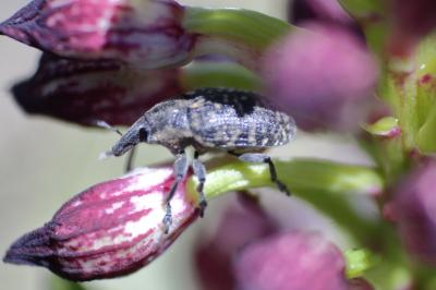 Larinus turbinatus