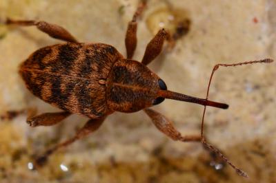 Curculio venosus