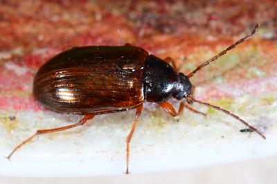 Tenebrionidae