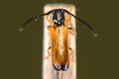 Tetrops praeustus