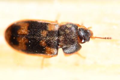 Mycetophagidae