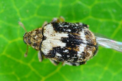 Orchestes hortorum