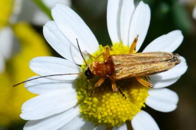 Oedemeridae