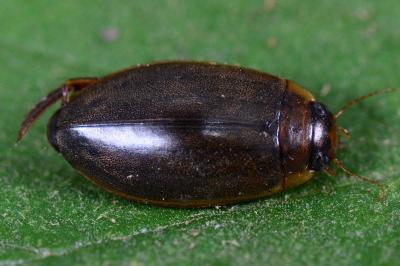 Colymbetinae