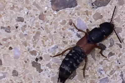 Platydracus stercorarius