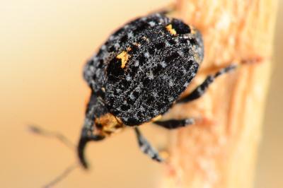 Cionus tuberculosus