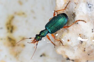Drypta dentata