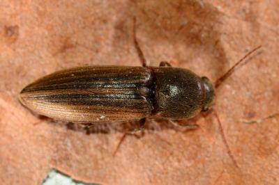 Elateridae