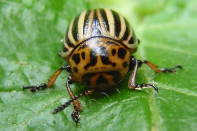 Leptinotarsa decemlineata